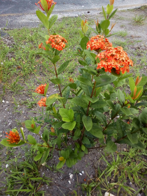 [This bushy plant has multiple thick stems with lots of green leaves. At the tops of each stem are a ball of orange blooms. ]
